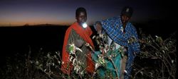Kenya Heuschrecken.jpeg