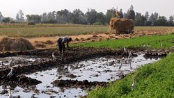 Aegypten-landwirtschaft.jpg