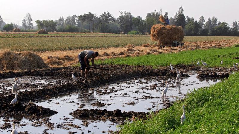 Datei:Aegypten-landwirtschaft.jpg