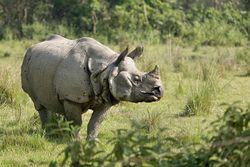 Rhino Nepal.jpeg