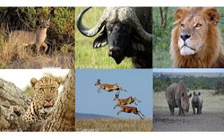 KEN animals.jpg